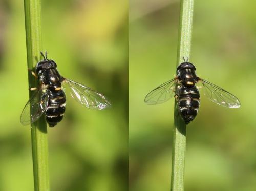 Réf. 182 564 : Paragus sp.